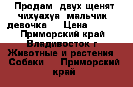 Продам.,двух щенят чихуахуа  мальчик, девочка.  › Цена ­ 7 000 - Приморский край, Владивосток г. Животные и растения » Собаки   . Приморский край